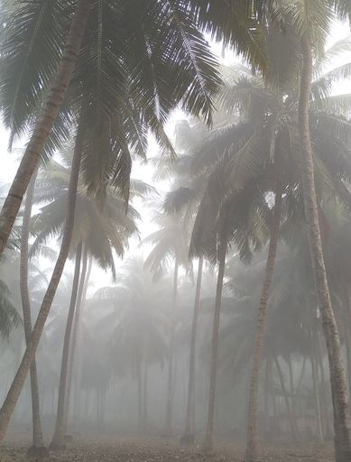 A vertical shot of a foggy jungle with many tall palms