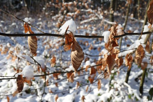 A selective focus shot of dry leaves on branches during winter