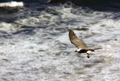 A closeup shot of a beautiful osprey flying above the ocean
