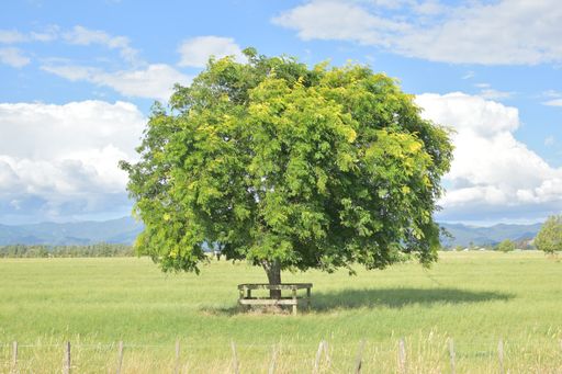 A beautiful landscape with a tree on the grassy field gleaming under the cloudy blue sky