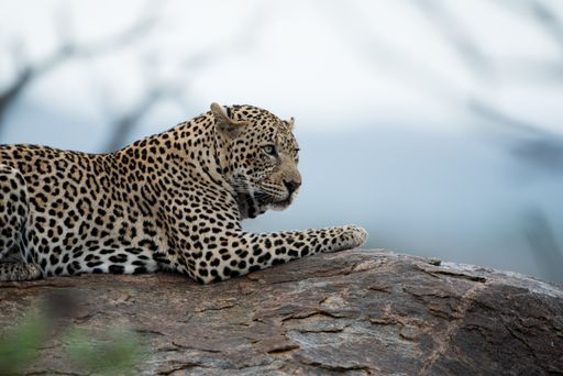 A beautiful shot of an african leopard resting on the rock with a blurred background