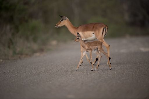 A beautiful shot of a mother and baby deer crossing the road with a blurred background
