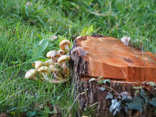 A closeup shot of some fresh mushrooms on a tree stump in the forest