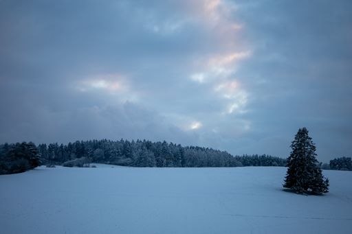 A fir tree in a snowy meadow with a forest in the background in the evening