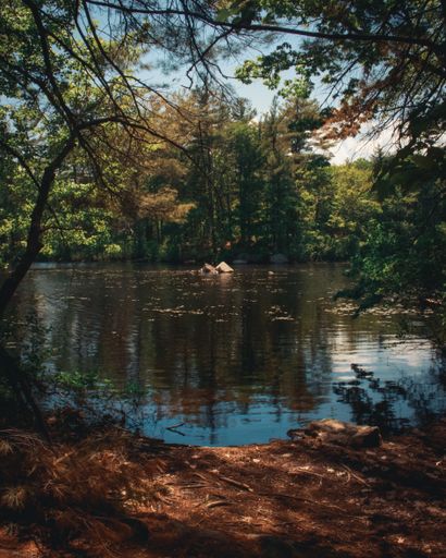 A majestic view of a small forest pond surrounded by lush autumn vegetation