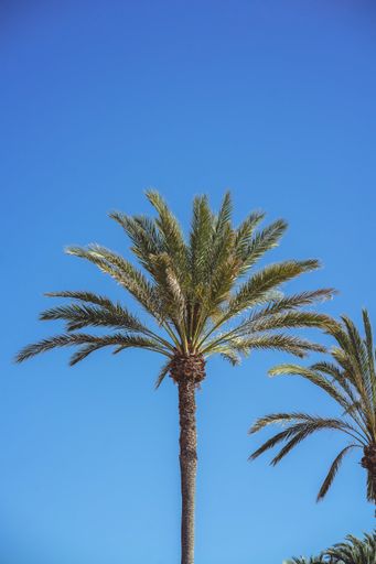 A vertical shot of a palm tree under a clear blue sky