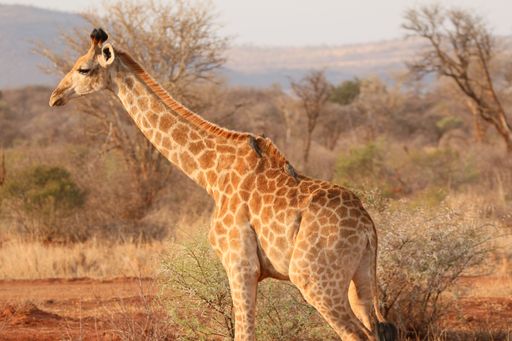 A closeup shot of a baby giraffe in a forest on a sunny day