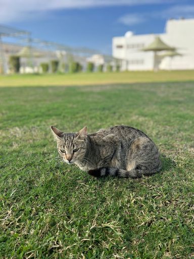 A cute gray tabby cat sitting on a green grass under the shadow