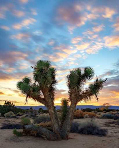 A vertical shot of a giant cactus tree in the desert