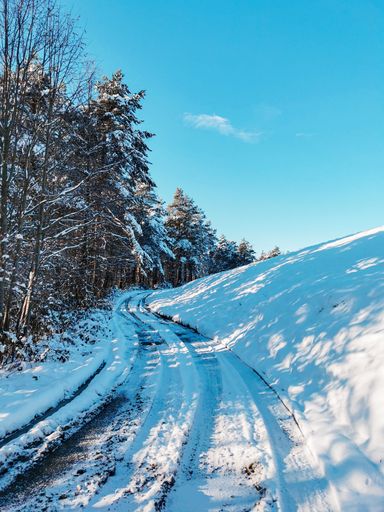 A vertical shot of the snowy pine forest