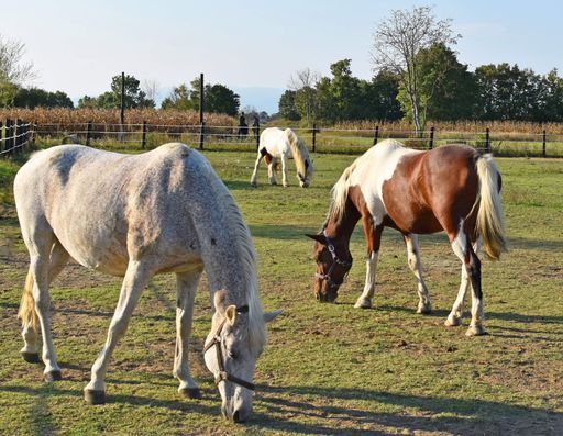 A closeup of horses grazing in a field captured during the daytime