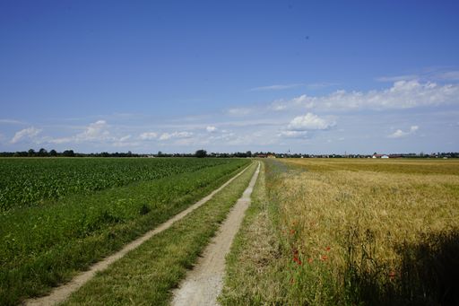 A path leading through a green field under blue cloudy sky