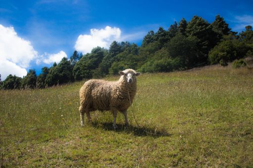 A sheep on rope on a green landscape under a blue cloudy sky