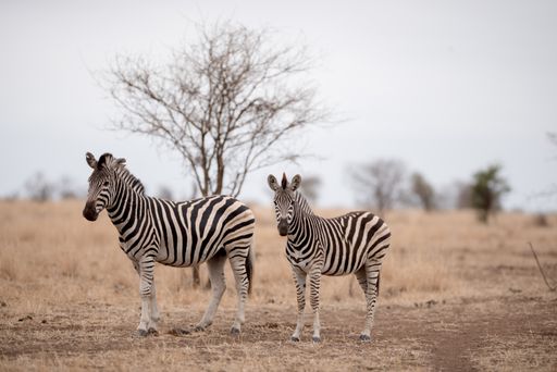 A mother and a baby zebra on a savanna field