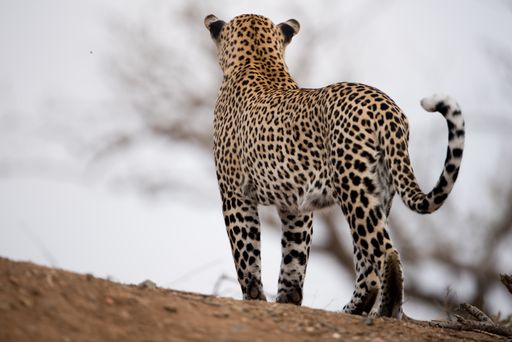 A beautiful shot of an african leopard with a blurred background