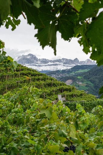A landscape featuring a lush green field and  majestic mountain peaks in the background