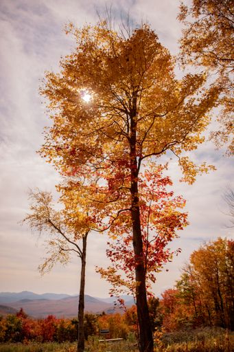 A vertical beautiful shot of autumn trees with golden and red leaves in the field on sunny day under pink sky