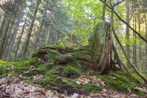 A low angle shot of an old tree stump covered with green moss in the forest