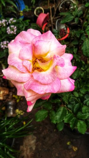 A vertical shot of a pink and yellow rose in the garden