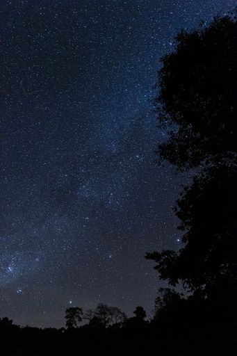 Nightsky with glowimilky way in jungle of Malaysia