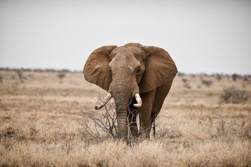 A beautiful shot of an african elephant in the savanna field