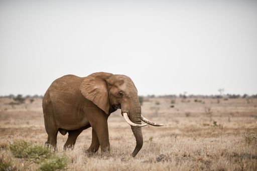 A beautiful shot of an african elephant in the savanna field