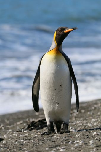 An Adelie penguin stands on the beach, gazing out towards the vast expanse of the ocean