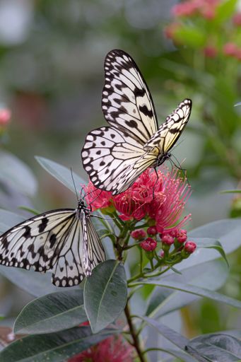 A vertical shot of beautiful white butterflies on a flower