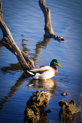 A close-up shot of a wild Mallard duck swimming on a calm lake water surface