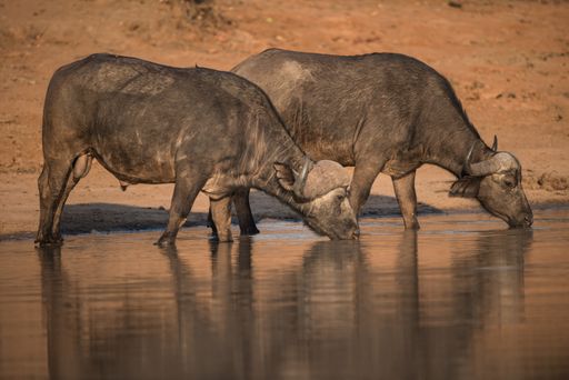 A beautiful shot of african buffaloes drinking water from the lake