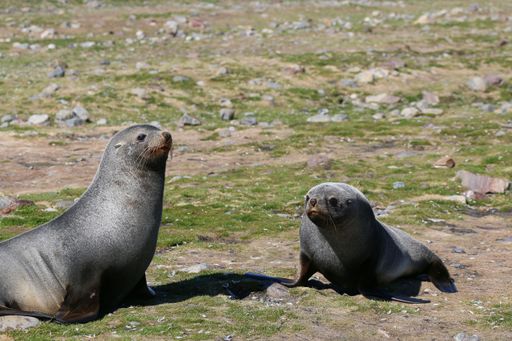 Two seals basking in the sun on a grassy and rocky terrain