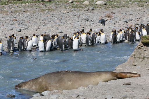 A diverse wildlife scene featuring a large group of penguins and a single seal basking in the sunlight on the shoreline of a tranquil body of water