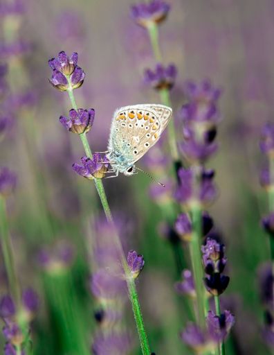 A vertical shot of a common blue butterfly perched on purple flowers