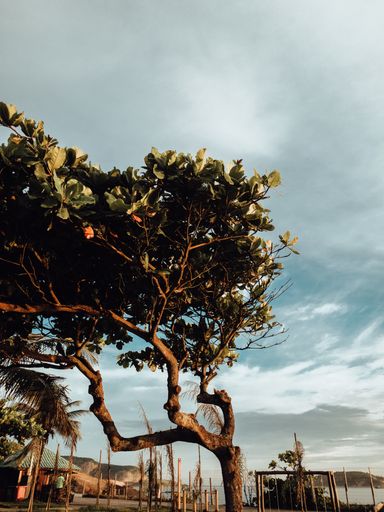 A vertical shot of an Indian almond tree on a beach under the sunlight and a cloudy sky