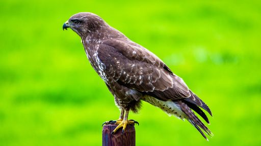 A closeup shot of a common buzzard perched on a wooden field over a green field