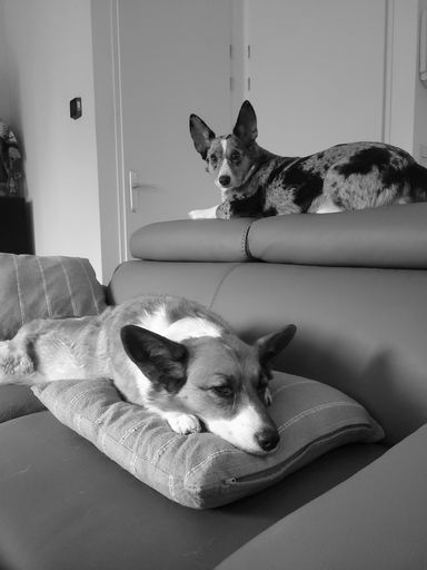 A vertical grayscale of two Corgi pets laying on different parts of a sofa