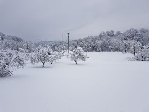 A closeup shot of the forest covered in deep snow