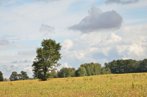 A landscape shot of a lush field under the cloudy blue sky with trees in the background