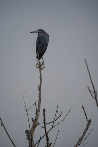 A beautiful Little blue heron perched atop a misty tree branch