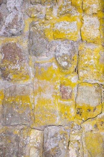 Bright yellow lichen of the type Chrysothrix chlorina on a stone wall. This is a powdery type, so called leprose lichen.