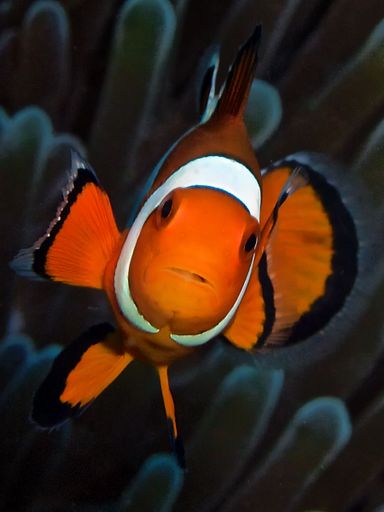 A image of a singke red Ocellaris clownfish swimming in the water.