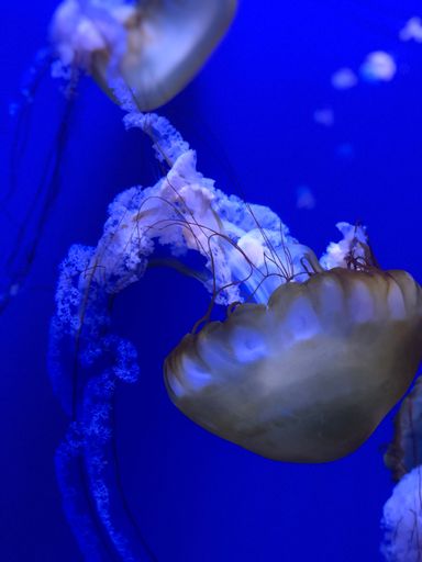A vertical closeup shot of jellyfish swimming in blue water