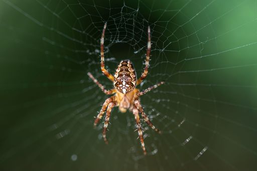A European garden spider in the center of its intricately woven web