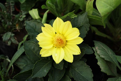 A closeup shot of a yellow flower blooming in a garden