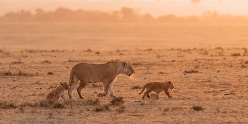 A lioness walking across the savanna with two cubs at sunrise