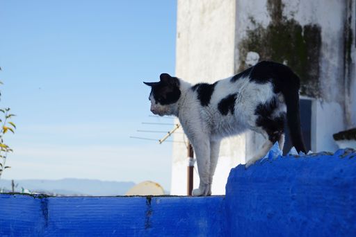 A beautiful shot of a cat walking on a blue wall