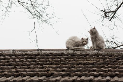 A cute scene of stray cats on the roof of a house in an old alley in Beijing, China