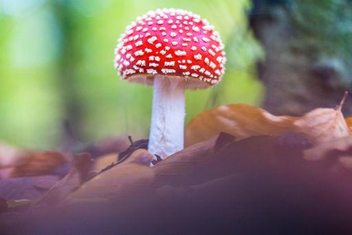 A closeup shot of a single spotted Fly agaric mushroom in an autumn forest