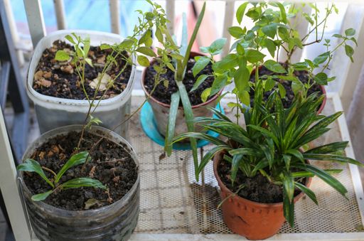 A high angle shot of houseplants growing in recycled plastic bottles and flower pots