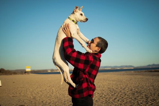 A shallow focus shot of a female with sunglasses playing with her white dog on the beach